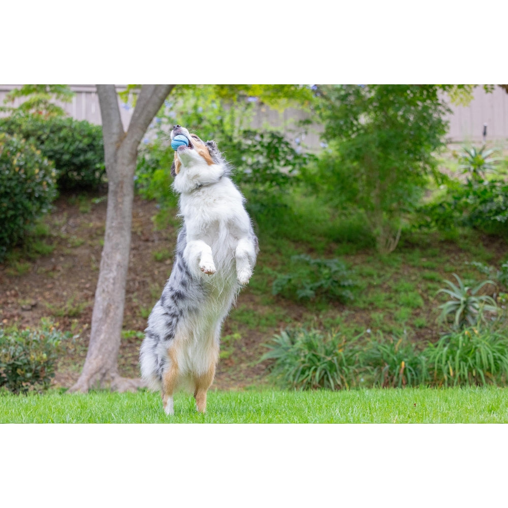 Chuckit! Sniff Fetch Jambon Kokulu Köpek Oyun Topu (Orta Boy)