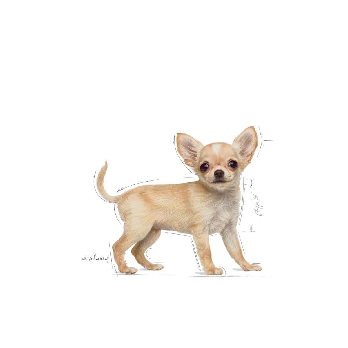 Royal Canin Chihuahua Junior 1.5 Kg Yavru Kuru Köpek Maması