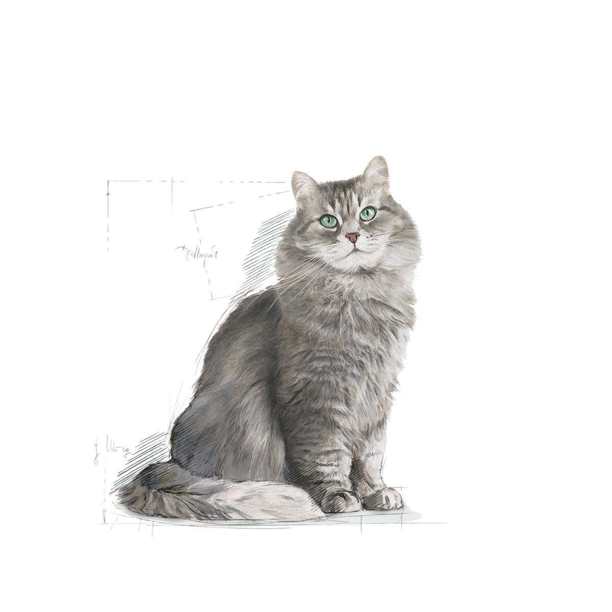 Royal Canin Sensible 33 2 Kg Yetişkin Kuru Kedi Maması