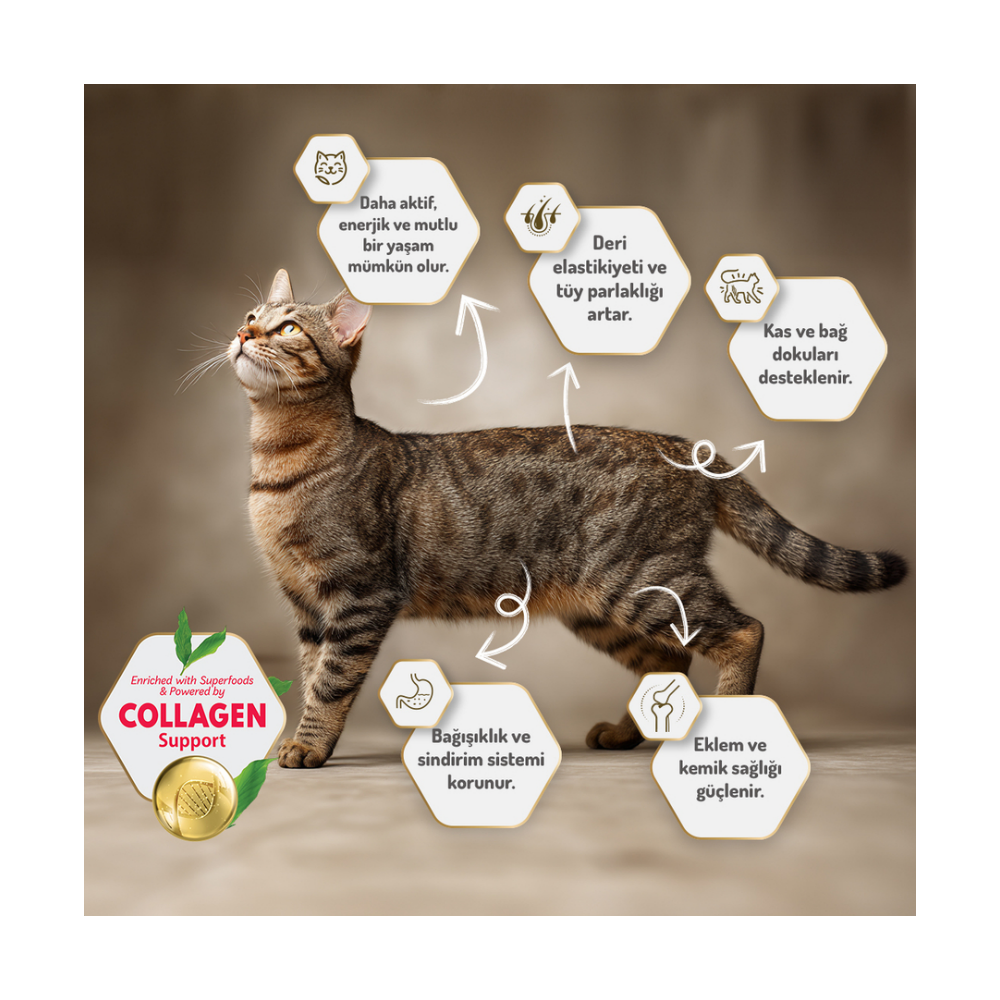 Felicia Az Tahıllı 12 Kg Kuzu Etli Yetişkin HypoAllergenic Kedi Maması