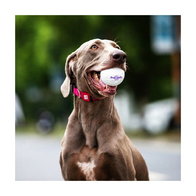 GiGwi Köpek Oyun Topu L 8516