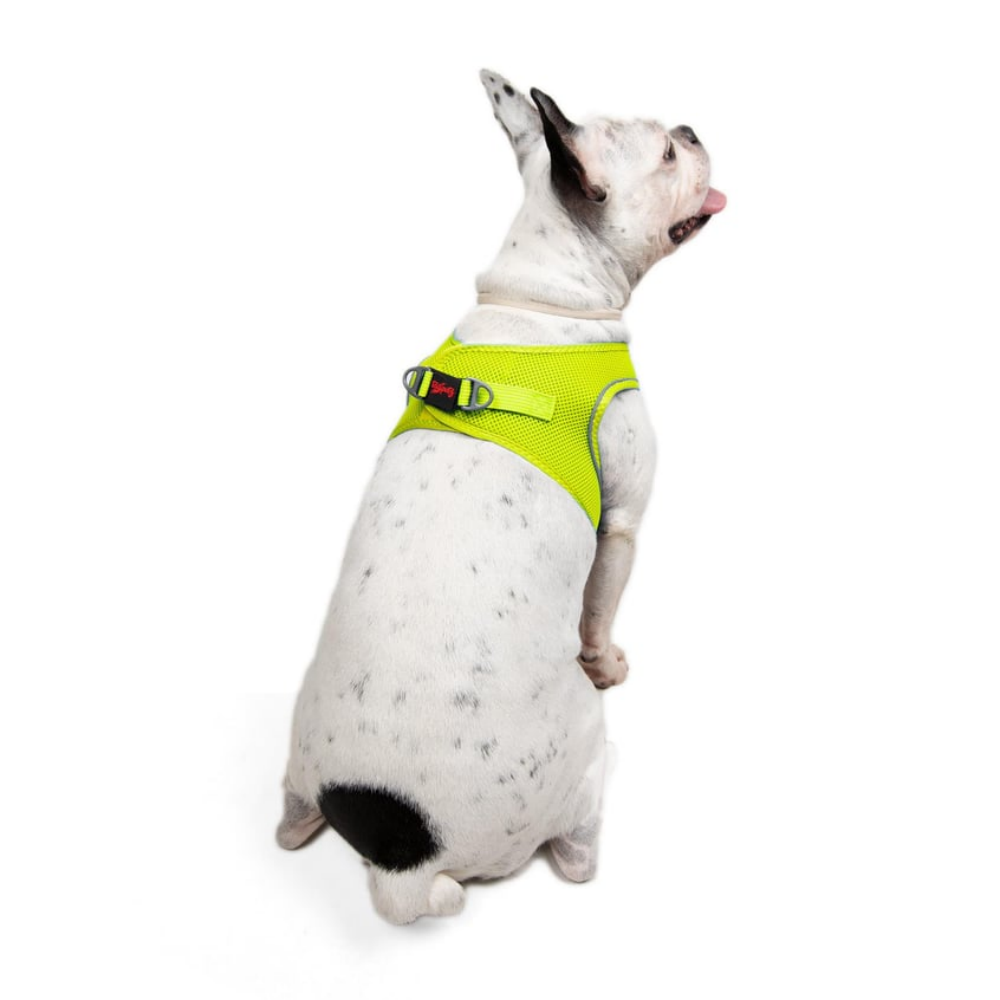 TailPetz Airmesh Neo Lime Köpek Göğüs Tasması L