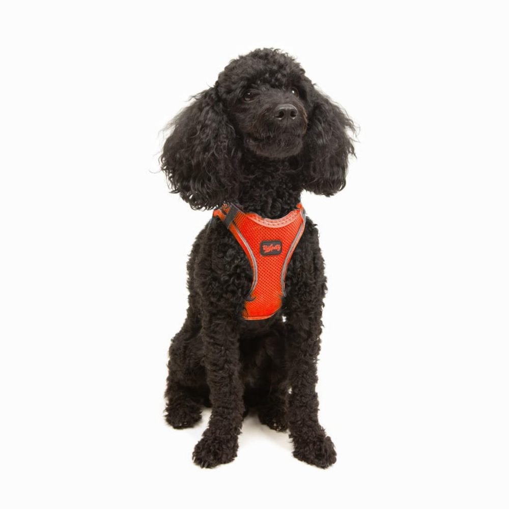 TailPetz Airmesh Neo Orange Köpek Göğüs Tasması XS