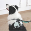 M-Pets Orıgamı Reflektörlü Sırt Tasması Green (M)