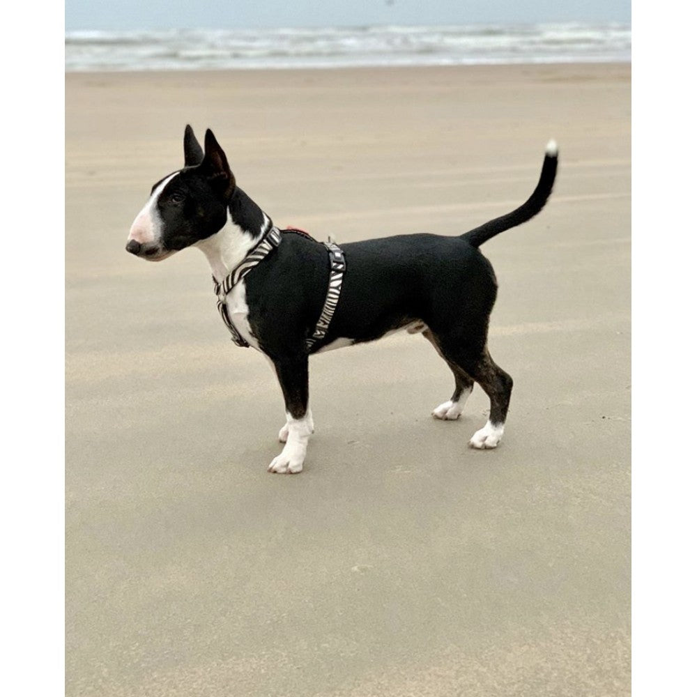 Max & Molly Zebra Göğüs Tasması S