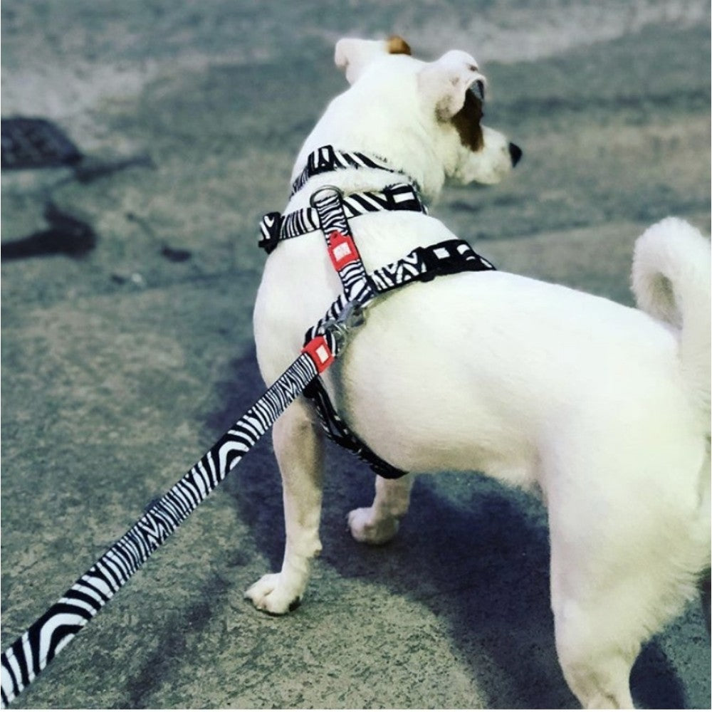 Max & Molly Zebra Göğüs Tasması S