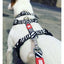 Max & Molly Zebra Göğüs Tasması S