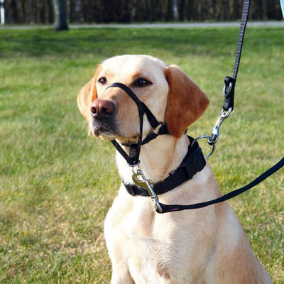 Trixie Uzman Köpek Eğitim Tasması Xlarge 40cm
