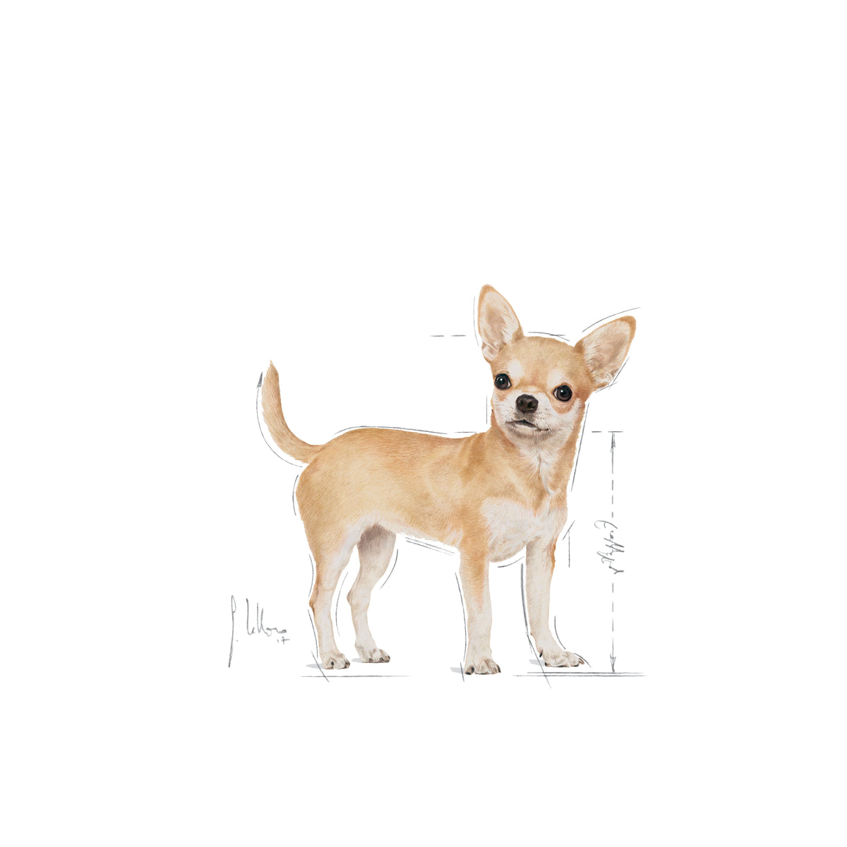 Royal Canin Chihuahua Adult 1.5 Kg Yetişkin Kuru Köpek Maması