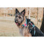 Max & Molly Popcorn Köpek Göğüs Tasması S
