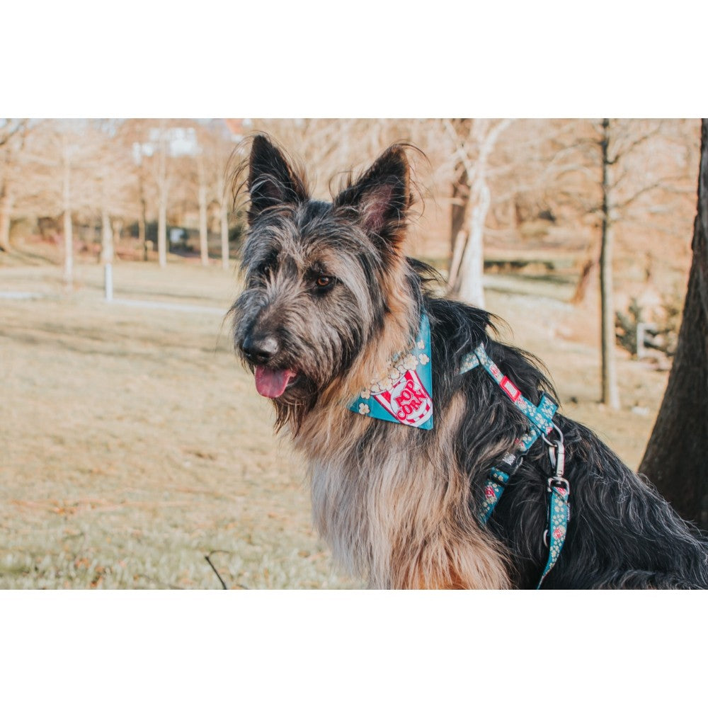 Max & Molly Popcorn Köpek Göğüs Tasması S
