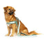 Matrix 2.0 Akıllı Künyeli Q-Fit Köpek Göğüs Tasması - Jade (XXS)