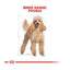 Royal Canin Poodle Adult 3 Kg Yetişkin Kuru Köpek Maması