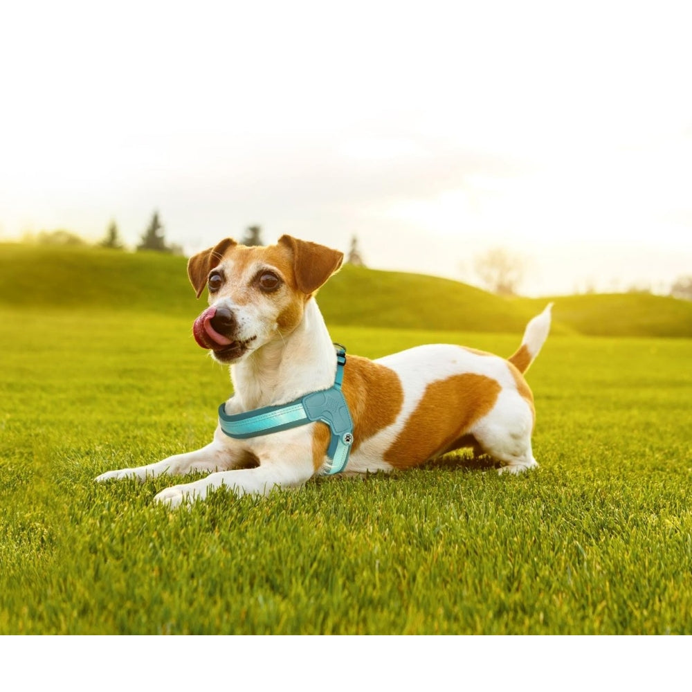 Matrix 2.0 Akıllı Künyeli Q-Fit Köpek Göğüs Tasması - Turquoise (S)