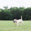 Chuckit! Rope Fetch İpli Oyun Topu