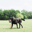 Chuckit! Rope Fetch İpli Oyun Topu