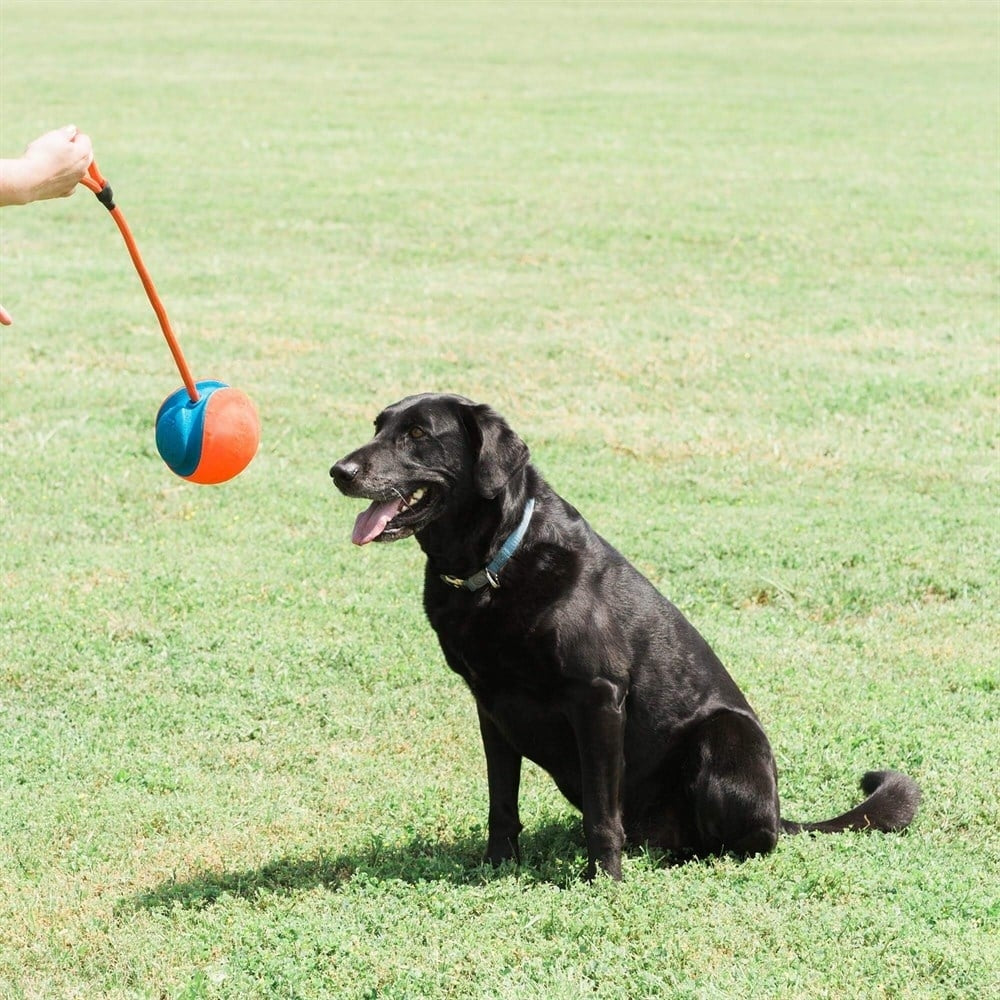 Chuckit! Rope Fetch İpli Oyun Topu
