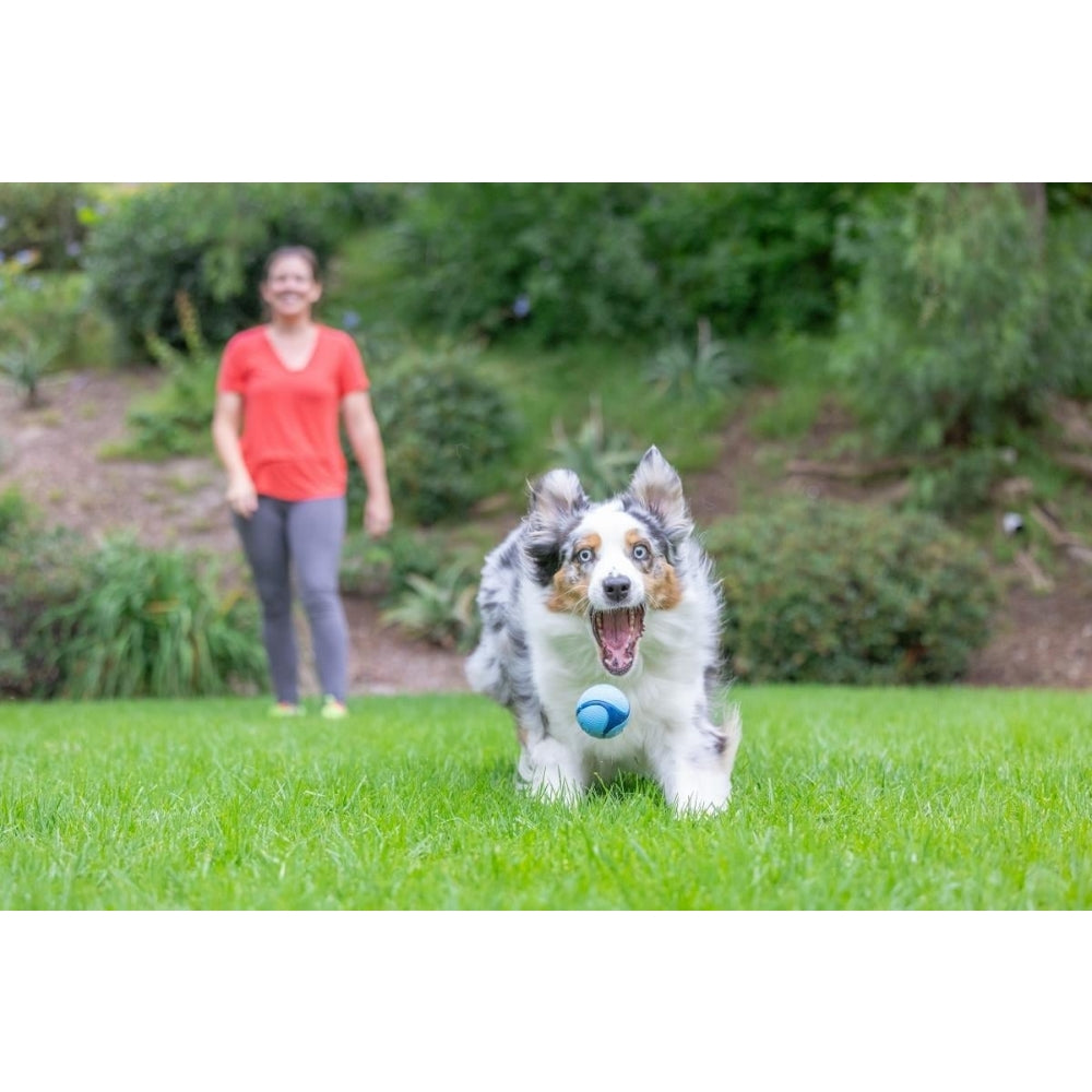 Chuckit! Sniff Fetch Jambon Kokulu Köpek Oyun Topu (Orta Boy)