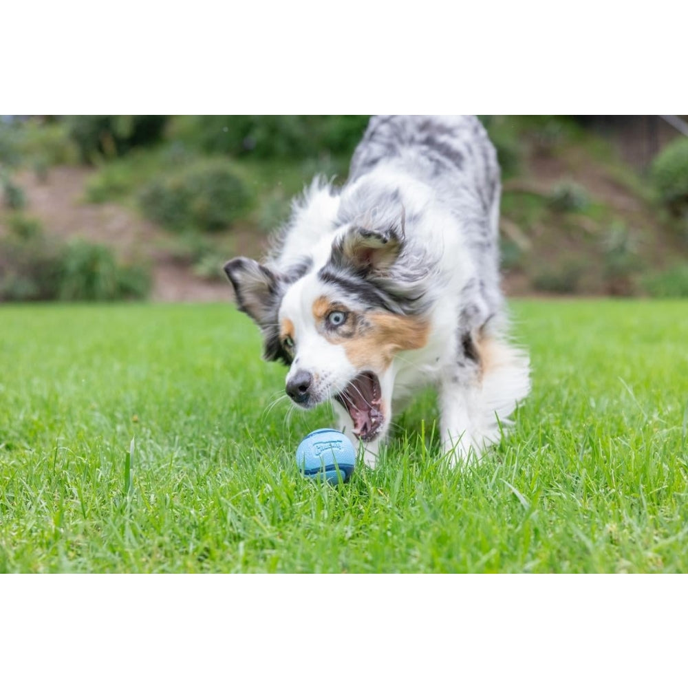 Chuckit! Sniff Fetch Jambon Kokulu Köpek Oyun Topu (Orta Boy)