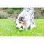 Chuckit! Sniff Fetch Fıstık Ezmesi Kokulu Köpek Oyun Topu (Orta Boy)
