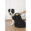 M-PETS Clıck And Groom Kedi Ve Köpek Kıl Fırça