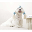 M-Pets Glam Köpekler İçin Aksesuar Toka Blue