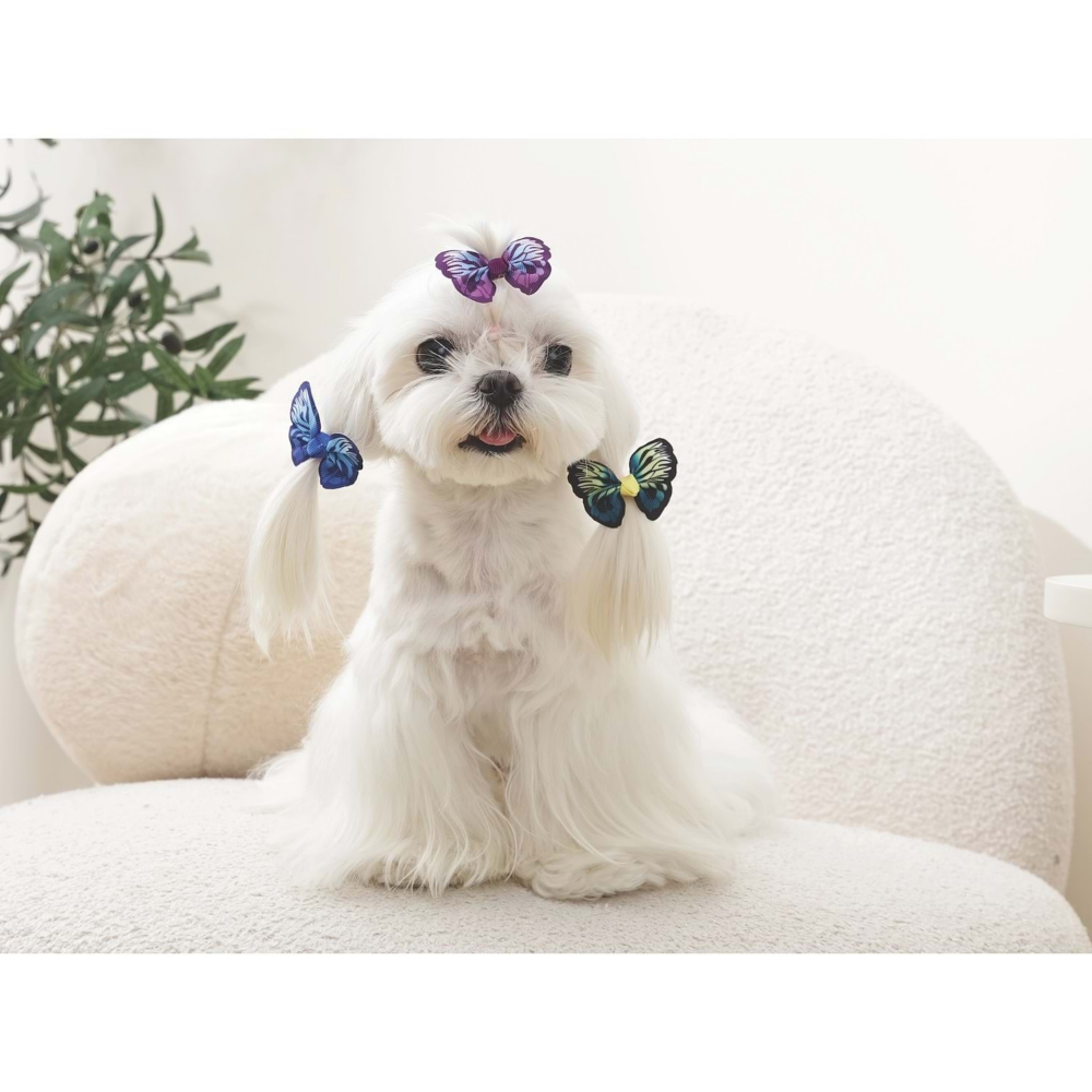M-Pets Glam Köpekler İçin Aksesuar Toka Blue/Purple/Green