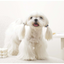 M-Pets Glam Köpekler İçin Aksesuar Toka Blue/White