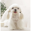 M-Pets Glam Köpekler İçin Aksesuar Toka Black/Silver
