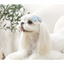 M-Pets Glam Köpekler İçin Aksesuar Toka Blue
