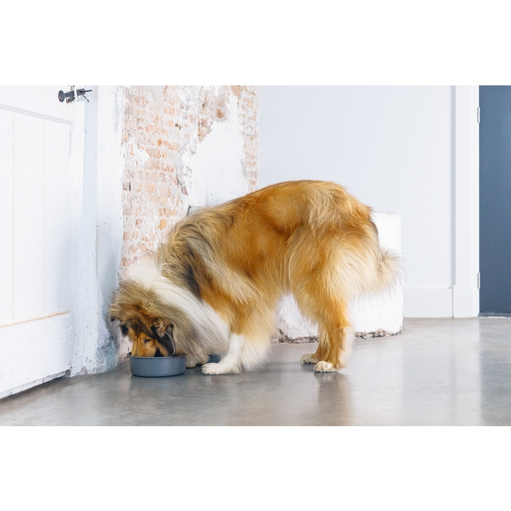 Beeztees DBL Köpek Mama Su Kabı, Mat Siyah Paslanmaz Çelik, 20cm, 1,9L
