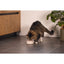 Beeztees DBL Kedi Mama Su Kabı, Bambu, Bej 12cm, 250ml