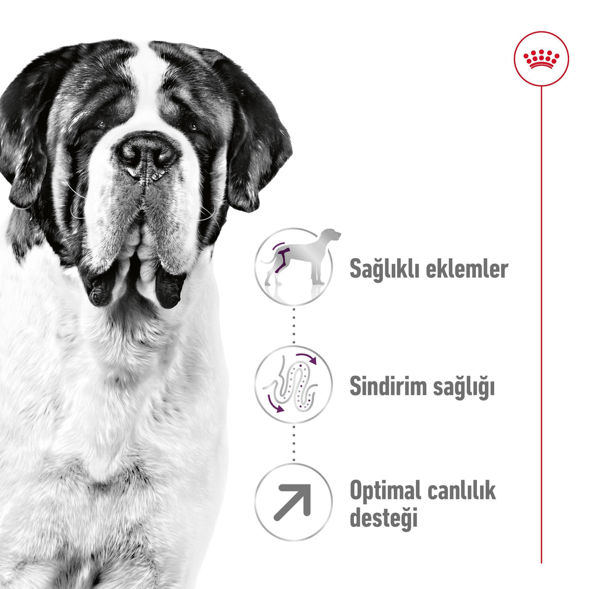 Royal Canin Giant Adult 15 Kg Yetişkin Kuru Köpek Maması