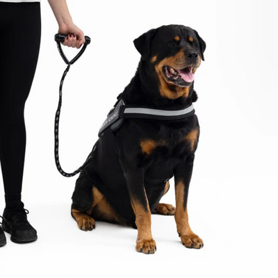 08400Leash Cujo 40"Pink 101.5Cm