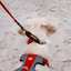 EzyDog COLLAR CHECKMATE L CANDY