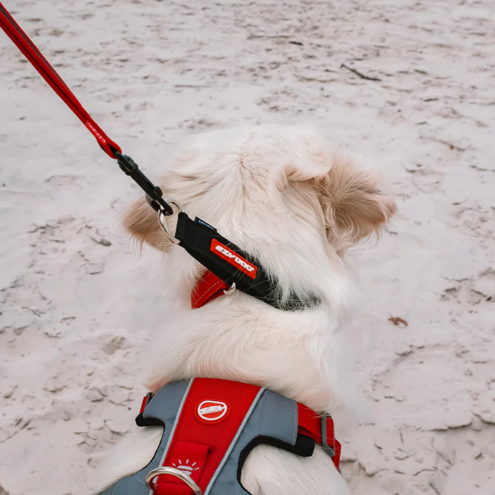 EzyDog COLLAR CHECKMATE L CANDY