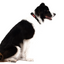 EzyDog COLLAR CHECKMATE L ORANGE