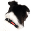 EzyDog COLLOR CHECKMATE XL RED