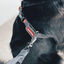 Ezydog 05628 Crosscheck Training Red M