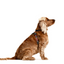 Ezydog 05567 Crosscheck Training Black S