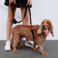 Ezydog 05567 Crosscheck Training Black S