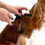 Ezydog 05567 Crosscheck Training Black S