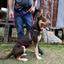 Ezydog 05567 Crosscheck Training Black S