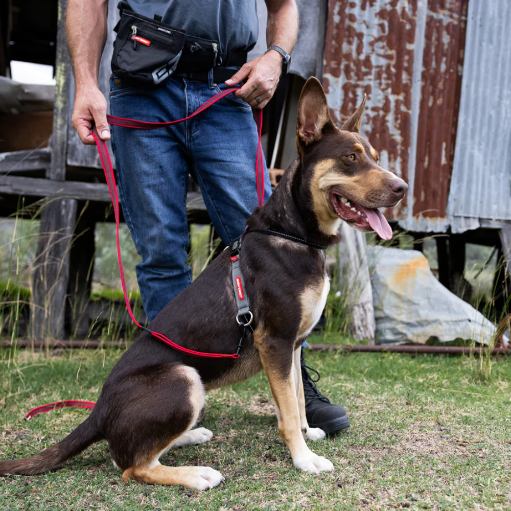 Ezydog 05567 Crosscheck Training Black S