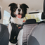 Ezydog Ezy Drive Harnes M Black