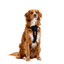 EzyDog Harnes Chest Plate M Red