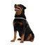 EzyDog Convert Harnes CS S Blue