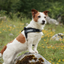 Ezydog 04546 Harness Express Black S