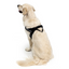 Ezydog 04546 Harness Express Black S