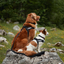 Ezydog 04577 Harness Express Red S